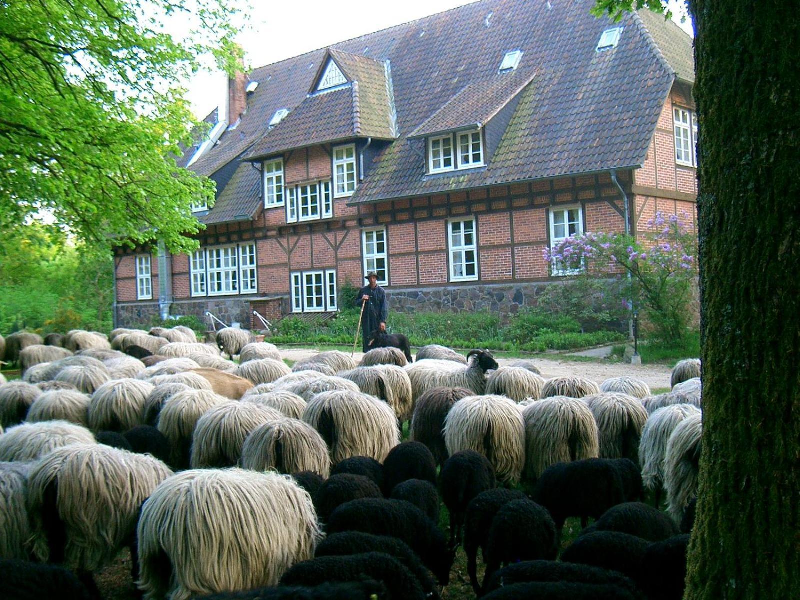 Bed and Breakfast Haus Heidetal Bispingen Exterior foto
